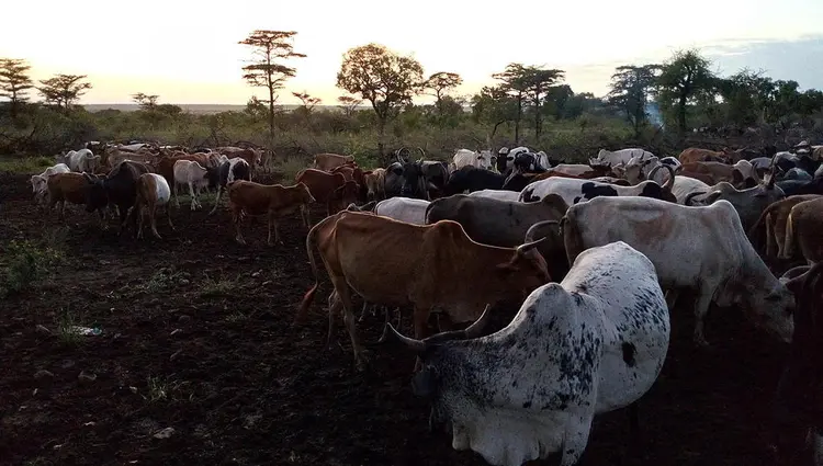 ቢዮ  ኡኁሰ ⶊⶂ 