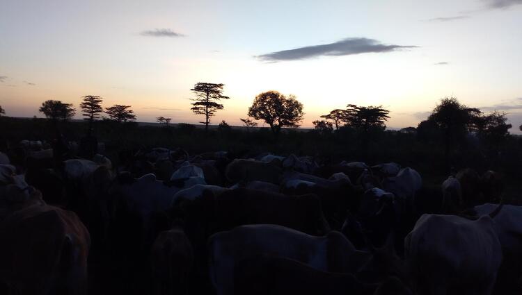 ኮሌያ ዻይኔ 